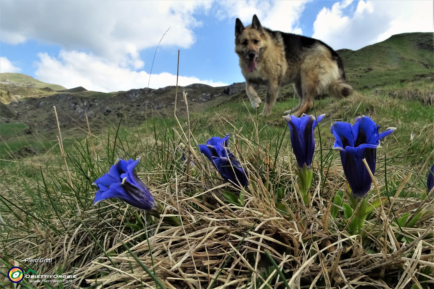 39 Genziana di Clusius (Gentiana Clusii).JPG